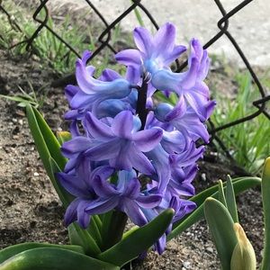 Meet your Posher, Travertine